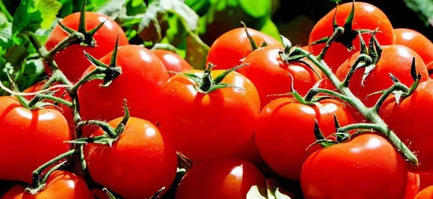 hydroponic tomato plant