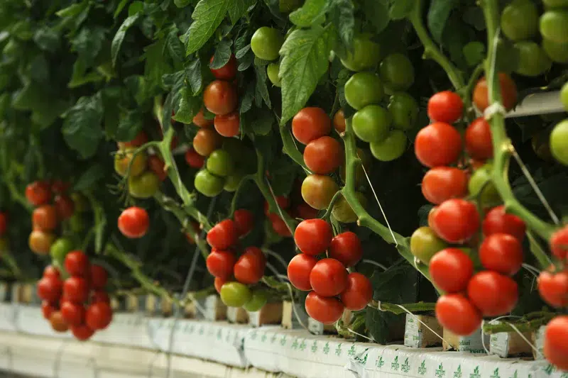 hydroponic tomato plant