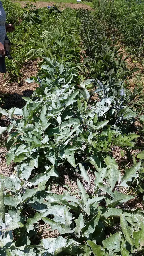 Kaolin Clay for Garden Benefits and Uses