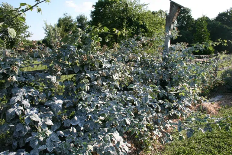 Kaolin Clay for Garden