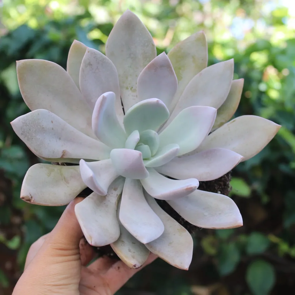 Platinum Graptoveria