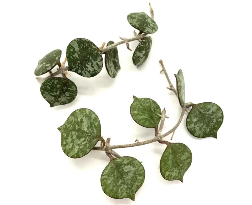 how to propagate hoya curtisii