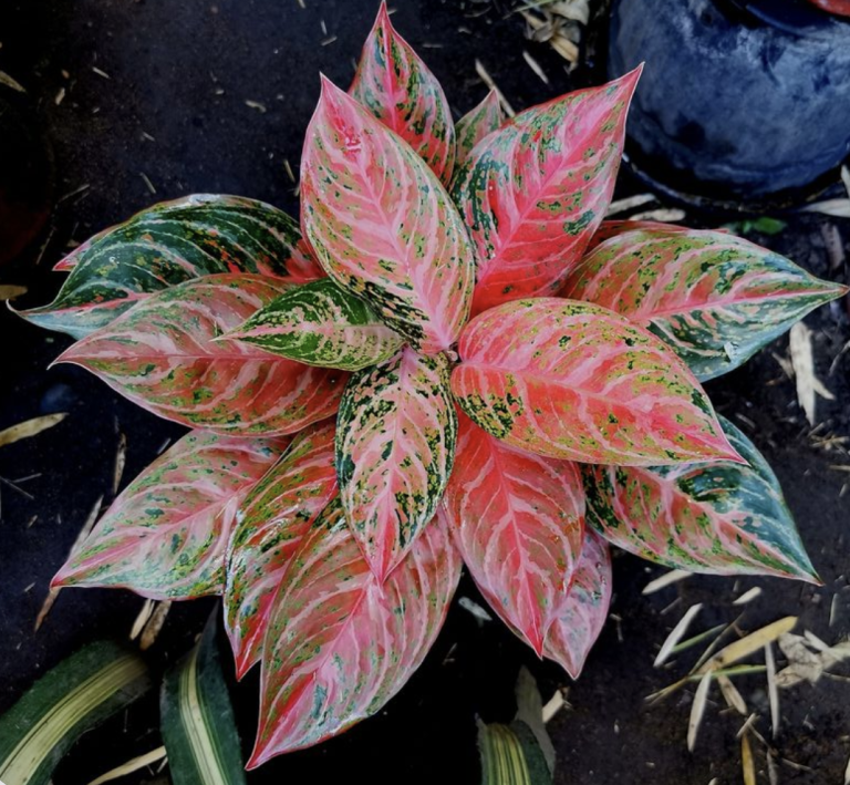 Sparkling sarah plant care