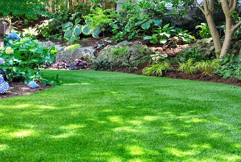 Shade Tolerant Sod
