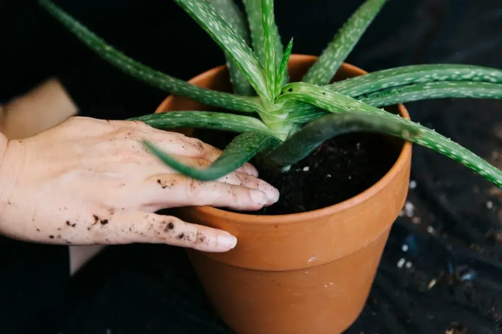 How to Plant Aloe Vera Without Roots