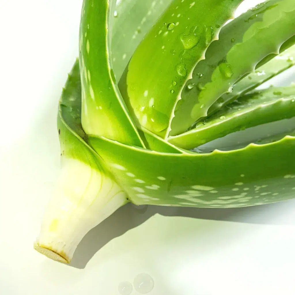aloe vera without roots