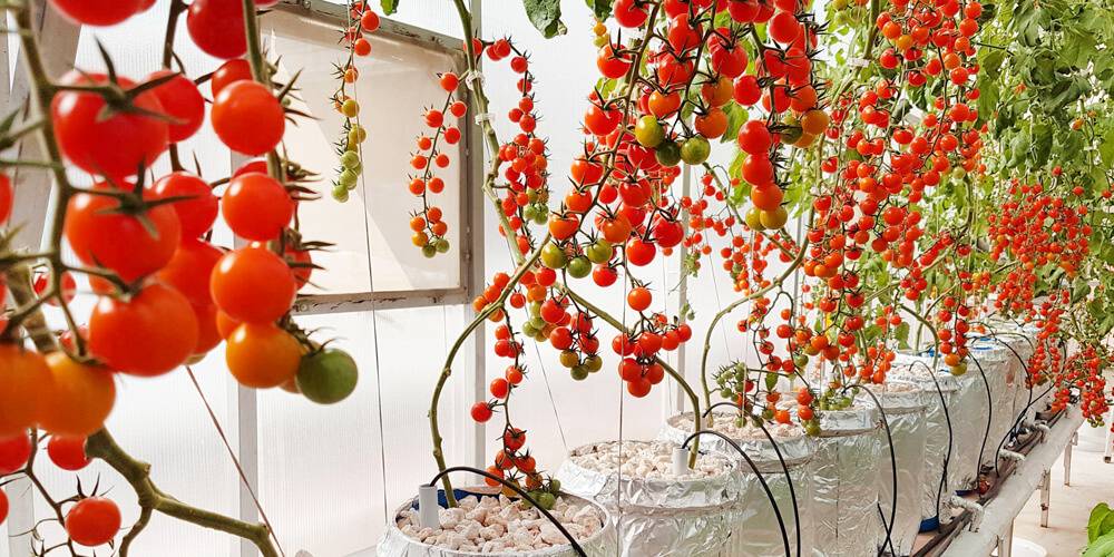 hydroponic_cherry_tomatoes_system