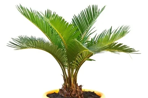 how to revive a dying palm plant