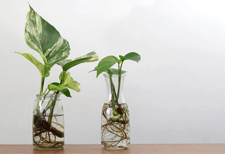 plants that thrive in water