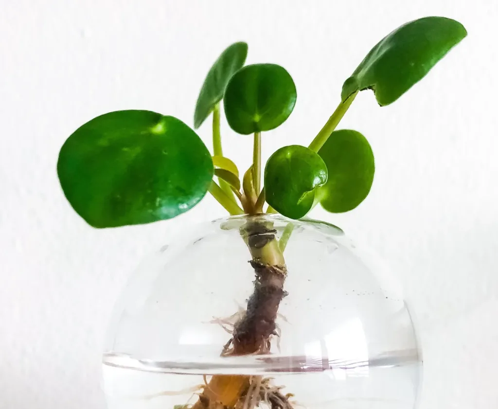 growing plants that thrive in water