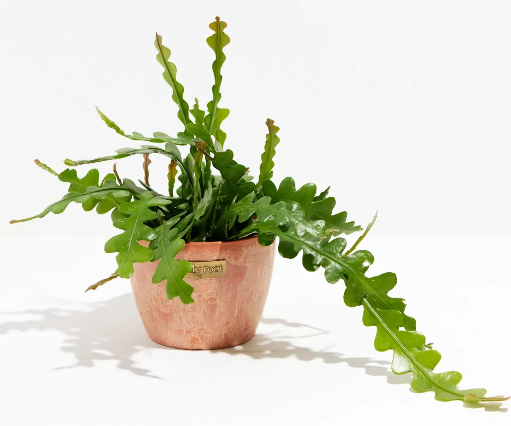 How to Propagate Ric Rac Cactus